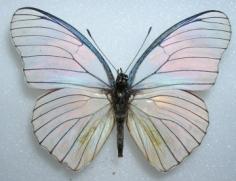 Hypolimnas anthedon aberration from Africa. (Internet Image property of respective owner, non-commercial use only)